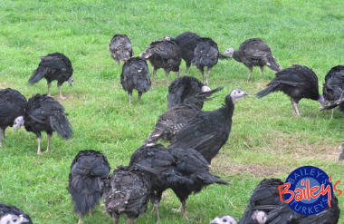 Bailey's Turkeys