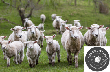 Euro Quality Lambs